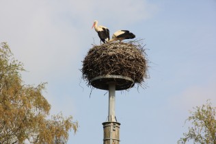 alter storch